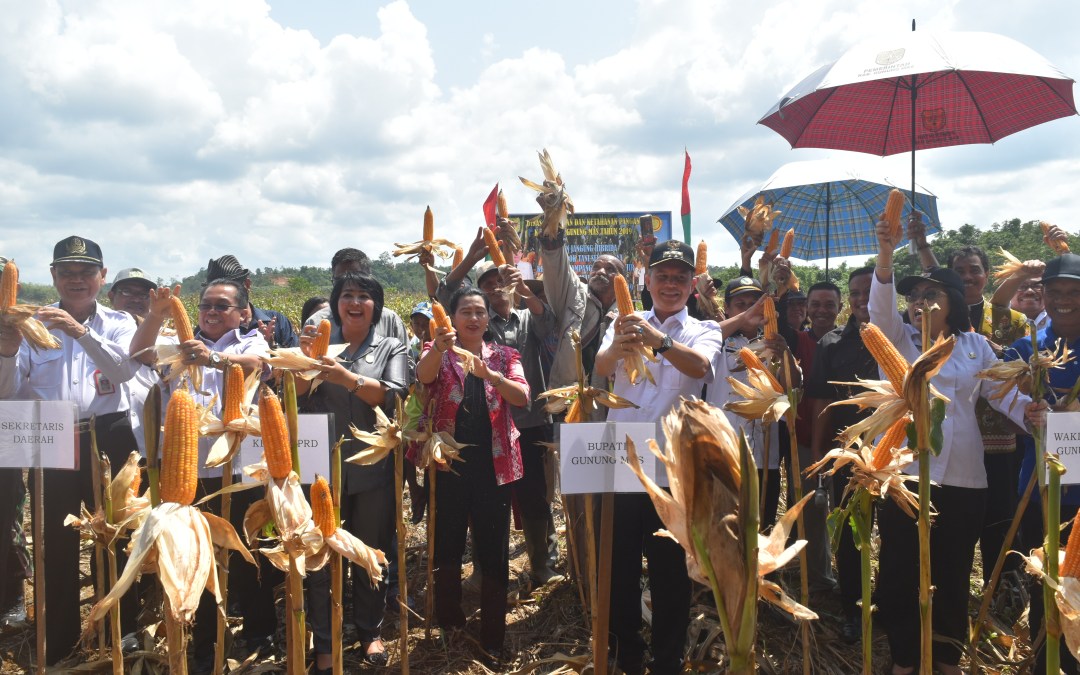 Bupati Pimpin Acara Panen Jagung