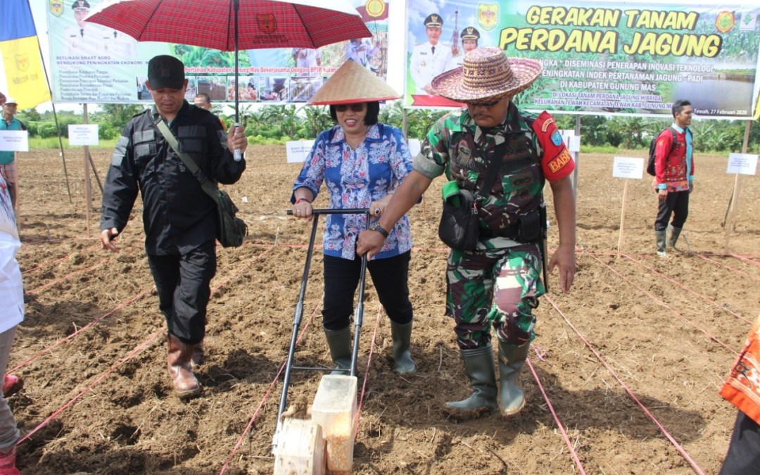 Wabub Gumas Tanam Perdana Jagung Hibrida di Tewah